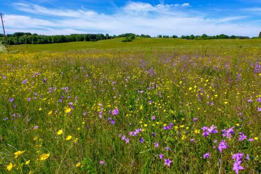 dandellions ve kırsal yaz aylarında papatya ile güneşli çayır