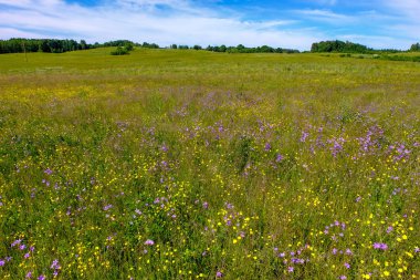 dandellions ve kırsal yaz aylarında papatya ile güneşli çayır