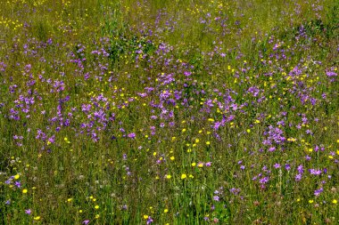 dandellions ve kırsal yaz aylarında papatya ile güneşli çayır