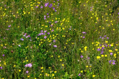 dandellions ve kırsal yaz aylarında papatya ile güneşli çayır