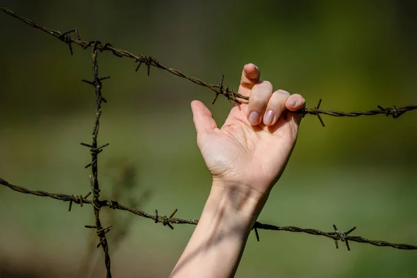 Womans Hand Clutch Barbed Wire Fence Green Background — Stock Photo, Image