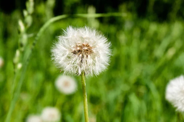 阳光明媚的草地与 Dandellions 和雏菊在夏天在农村 — 图库照片