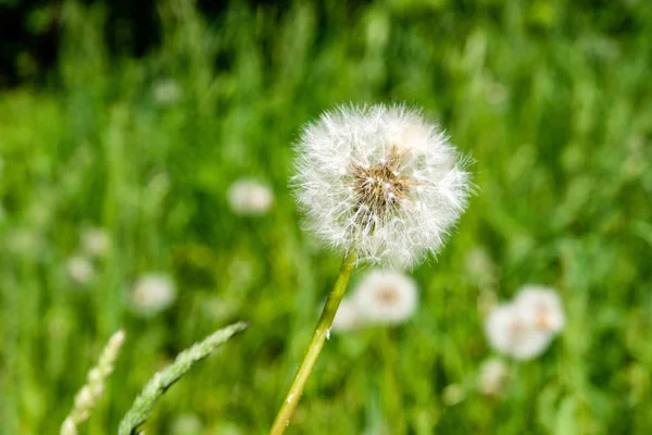 阳光明媚的草地与 Dandellions 和雏菊在夏天在农村 — 图库照片