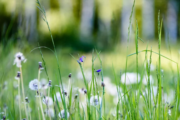 Dandellions Kırsal Yaz Aylarında Papatya Ile Güneşli Çayır — Stok fotoğraf