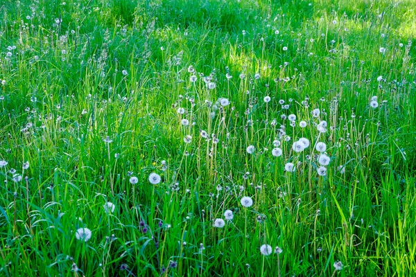 Prado Soleado Con Dandellions Margaritas Verano Campo — Foto de Stock