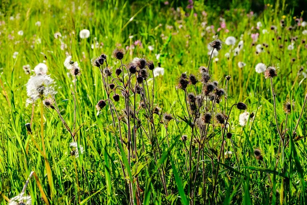 Prado Soleado Con Dandellions Margaritas Verano Campo — Foto de Stock