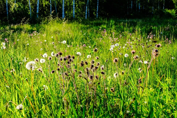 Prado Soleado Con Dandellions Margaritas Verano Campo — Foto de Stock