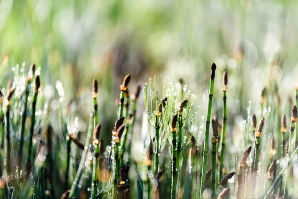 Prado Soleado Con Dandellions Margaritas Verano Campo — Foto de Stock