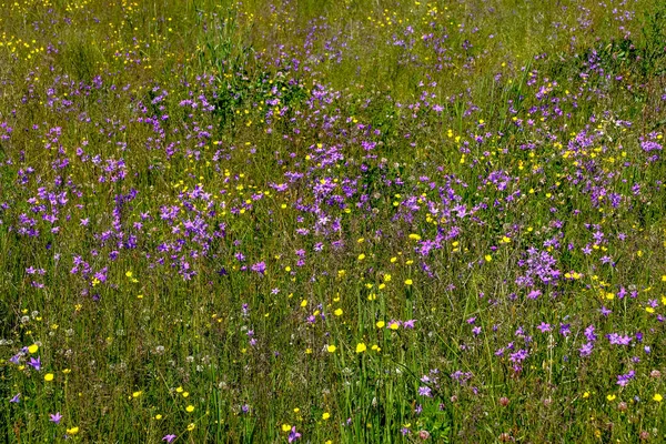 Sonnige Wiese Mit Löwenzahn Und Gänseblümchen Sommer Auf Dem Land — Stockfoto