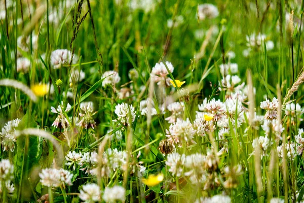 Solig Äng Med Dandellions Och Prästkragar Sommaren Landsbygden — Stockfoto