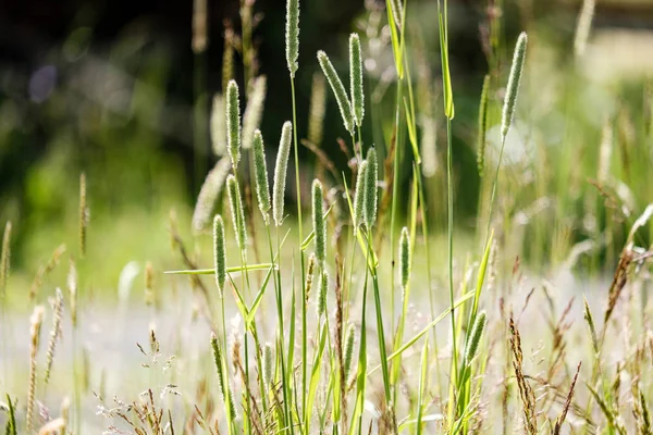 Prato Soleggiato Con Tarassaco Margherite Estate Campagna — Foto Stock