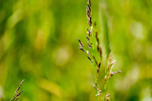 Prado Ensolarado Com Dandellions Margaridas Verão Campo — Fotografia de Stock