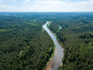 drone görüntü. havadan görünümü yılan nehrin derin yeşil ormanlarda. Gauja Letonya