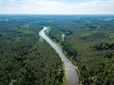 drone görüntü. havadan görünümü yılan nehrin derin yeşil ormanlarda. Gauja Letonya