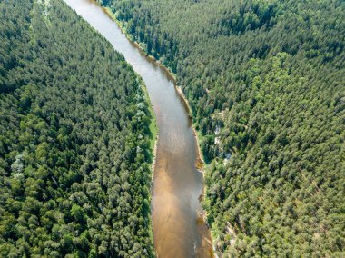 drone görüntü. havadan görünümü yılan nehrin derin yeşil ormanlarda. Gauja Letonya