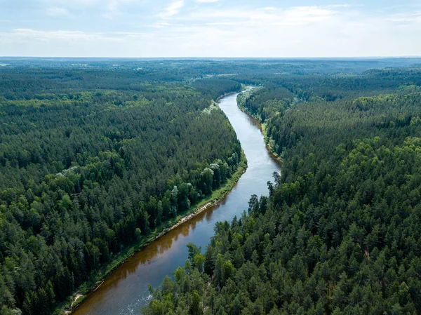 drone görüntü. havadan görünümü yılan nehrin derin yeşil ormanlarda. Gauja Letonya