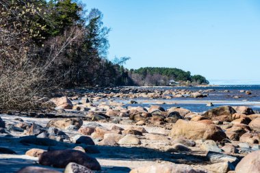 ağaçlar ve manzarası ile Baltık Denizi kayalık plaj