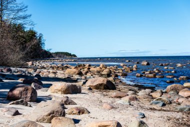 ağaçlar ve manzarası ile Baltık Denizi kayalık plaj