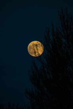 Gece yarısı bir parlak dolunay IR kırmızı ile ölü ağaçlar