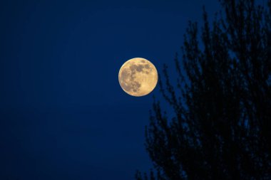 Gece yarısı bir parlak dolunay IR kırmızı ile ölü ağaçlar