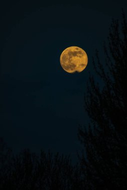 Gece yarısı bir parlak dolunay IR kırmızı ile ölü ağaçlar