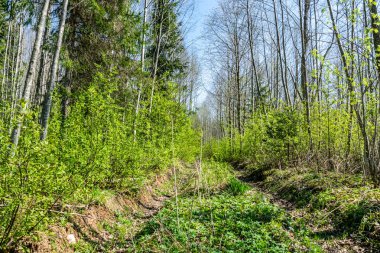 Traktör lastiği yeşil çim izler. Baharda çamur