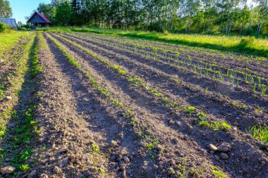 Sürülmüş arazi görünümüdür. Gozlerime Pulluk üzerinden. Tarım ekime hazırlanması. Letonya