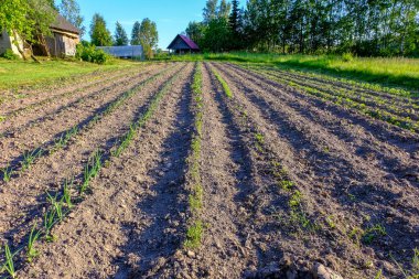 Sürülmüş arazi görünümüdür. Gozlerime Pulluk üzerinden. Tarım ekime hazırlanması. Letonya