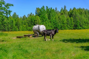 Holstein inekler çayırda sığır. Letonya ülke tarafında