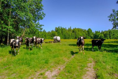 Holstein inekler çayırda sığır. Letonya ülke tarafında