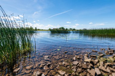 ağaçlar ve manzarası ile Baltık Denizi kayalık plaj