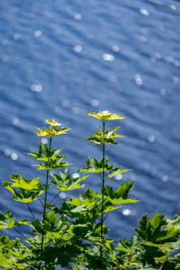ön planda yeşil ağaç yaprakları ile su fişekleri yansımalar yuvarlak doğal köpüklü. yaz günü
