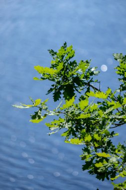 ön planda yeşil ağaç yaprakları ile su fişekleri yansımalar yuvarlak doğal köpüklü. yaz günü