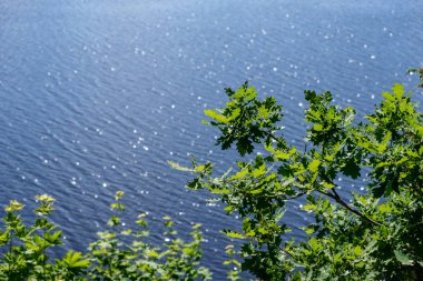 ön planda yeşil ağaç yaprakları ile su fişekleri yansımalar yuvarlak doğal köpüklü. yaz günü