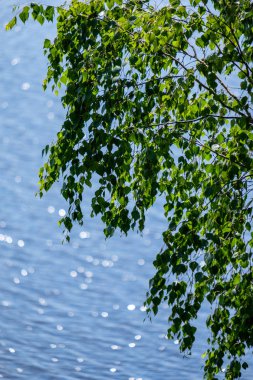 ön planda yeşil ağaç yaprakları ile su fişekleri yansımalar yuvarlak doğal köpüklü. yaz günü