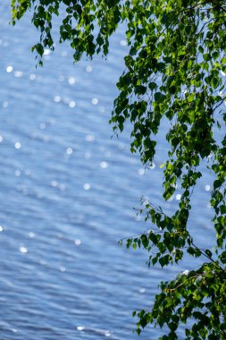 ön planda yeşil ağaç yaprakları ile su fişekleri yansımalar yuvarlak doğal köpüklü. yaz günü