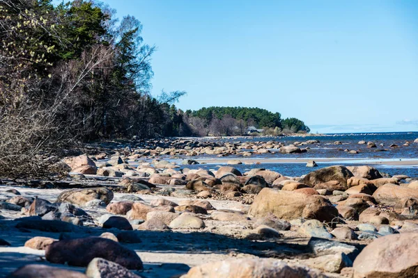 Ağaçlar Manzarası Ile Baltık Denizi Kayalık Plaj — Stok fotoğraf