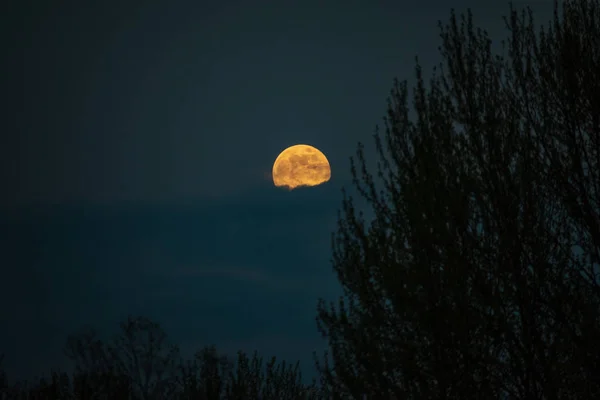 Döda Träd Vid Midnatt Med Glödande Fullmåne Röd — Stockfoto