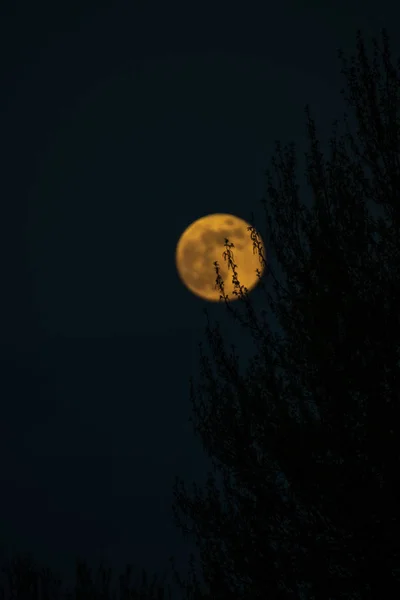 Toter Baum Mitternacht Mit Glühendem Vollmond — Stockfoto