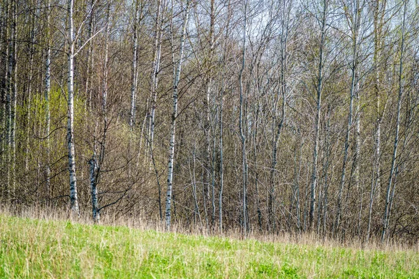 Ślady Opon Ciągnika Zielonej Trawie Błoto Wiosnę — Zdjęcie stockowe