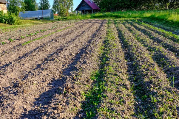 Vue Terre Labourée Des Sillons Charrue Agriculture Préparation Plantation Latvia — Photo