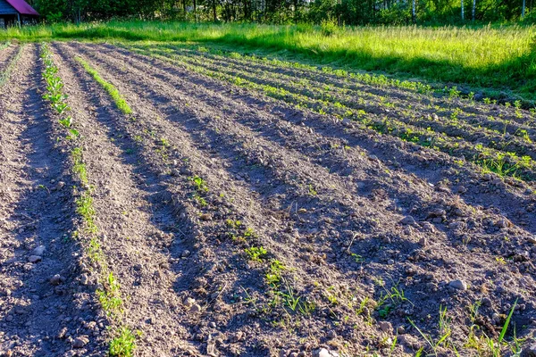 Sürülmüş arazi görünümüdür. Gozlerime Pulluk üzerinden. Tarım ekime hazırlanması. Letonya