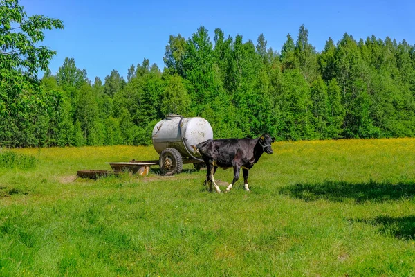 Holstein inekler çayırda sığır. Letonya ülke tarafında