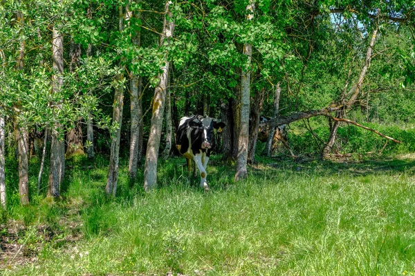 ホルスタイン種乳牛の牧草地で牛 ラトビアのカントリー サイド — ストック写真