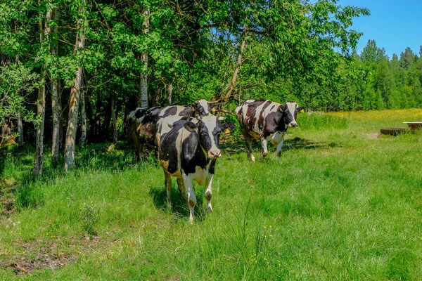 Holstein Cows Cattle Meadow Latvian Country Side — Stock Photo, Image