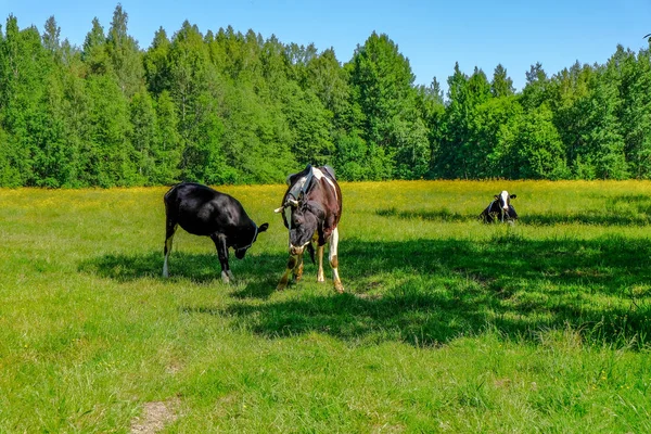 Vacas Holstein Ganado Prado Lado Del País Letón — Foto de Stock