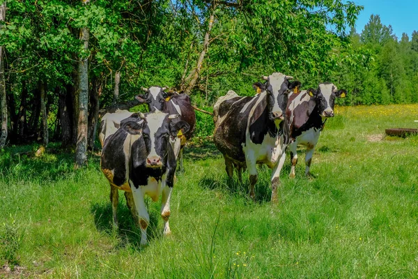 Holstein Cows Cattle Meadow Latvian Country Side — Stock Photo, Image
