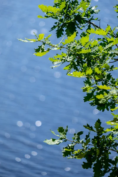 ön planda yeşil ağaç yaprakları ile su fişekleri yansımalar yuvarlak doğal köpüklü. yaz günü