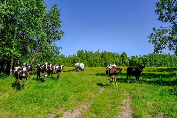 ホルスタイン種乳牛の牧草地で牛 ラトビアのカントリー サイド — ストック写真