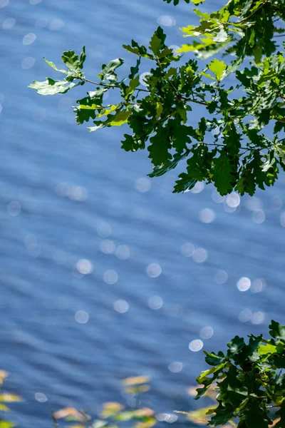 Ανθρακούχο Φυσικό Στρογγυλή Φωτοβολίδες Αντανακλάσεις Στο Νερό Πράσινο Δέντρο Φύλλα — Φωτογραφία Αρχείου